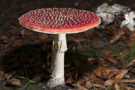 Bright Red Mushrooms Stock Photo Image Of Mushroom Amanita 52235786