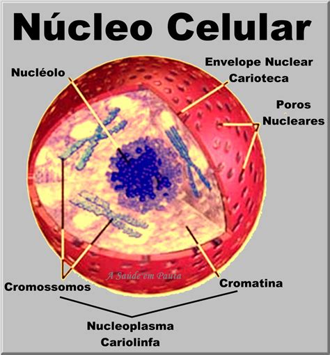 Célula A Menor Parte De Um Ser Vivo Estrutura Básica De Uma Célula