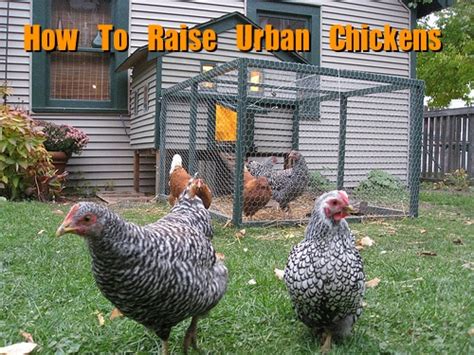 How To Raise Backyard Urban Chickens Homestead And Survival