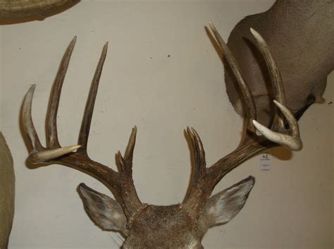 Non Typical Whitetail Mount Upper 150s Class Buck