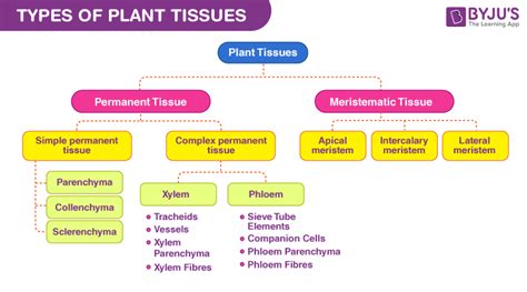 The Chart Below Shows The Three Main Types Of Plant T