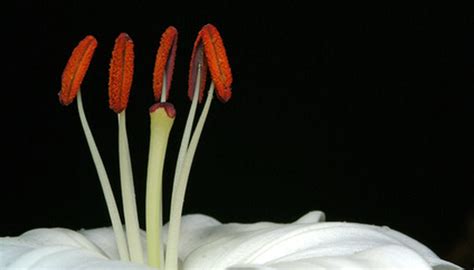 Which Parts Of The Flower Develop Into The Seeds Garden Guides