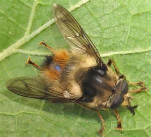 Syrphid Fly Bumble Bee Mimic Criorhina Bubulcus Bugguidenet