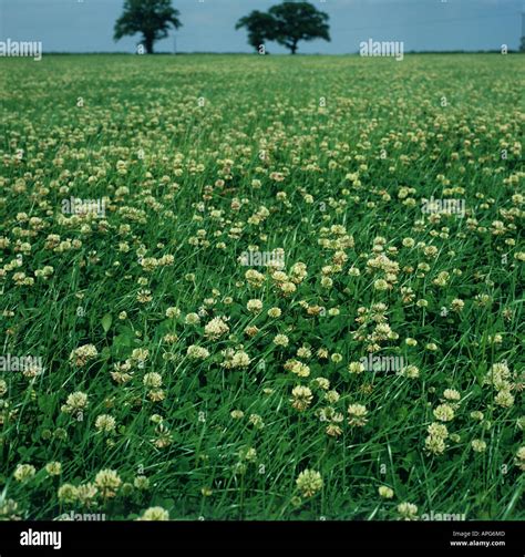 White Clover Flowering In A Grass Ley Clover Mixture Stock Photo