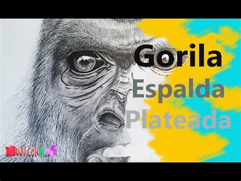 Gorilla illustration in tattoo ver mais 4 tomek kołodziej tattoo. Speed Drawing: Gorila Espalda Plateada | DibujaconMane ...