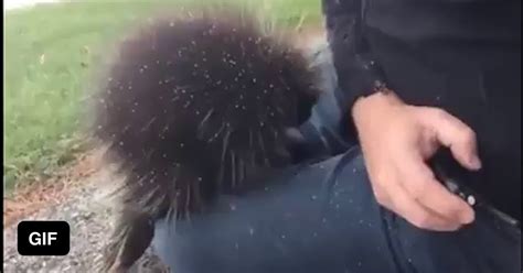 An Adult North American Porcupine Has About 30000 Quills That Cover Almost All Of Its Body The
