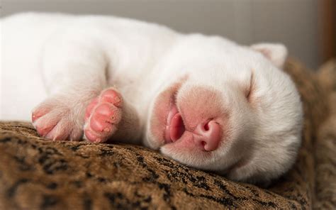 Cute Sleeping Puppy Wallpapers Wallpaper Cave