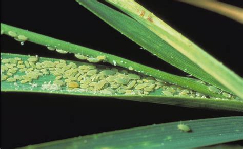 Biosecurity Alert Russian Wheat Aphid