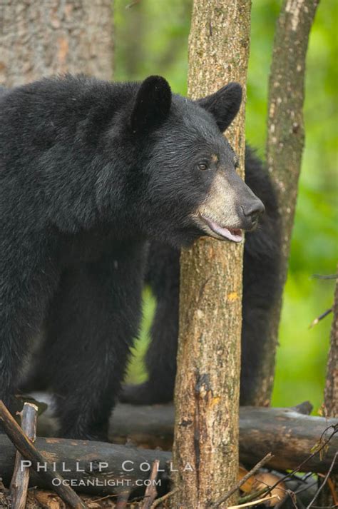 Black Bear Walking In A Forest Ursus Americanus Orr Minnesota