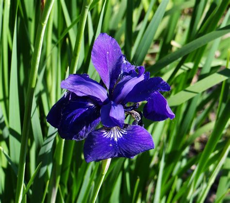 Blue Iris Free Stock Photo Public Domain Pictures