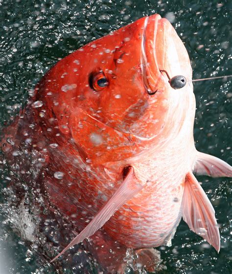 Pl луциановые, рифовые окуни (lutjanidae). Alabama expanding Red Snapper season | The Trussville Tribune