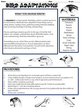 _____ 1.identify one adaptation, other than beak size and shape, a finch species might possess and state how that would aid in its survival. Bird Beak Adaptation Lab (Grades 5-8) by For the Love of Science
