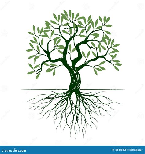 Olive Tree Growth Stages Vector Illustration Ripening Period Progression Olive Black Tree