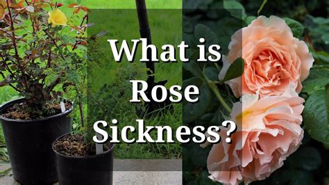 What Is Rose Sickness Specific Replant Disease Youtube