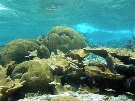 Coral Reef Ecosystem Studies Crest Us Geological Survey
