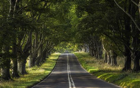Image Nature Roads Trees
