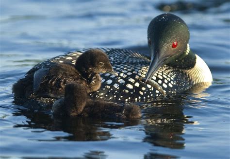 Loon leads the flock to become national bird | The Star