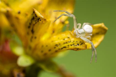 Free photo: White Spider - Insect, Nature, Spider - Free Download - Jooinn