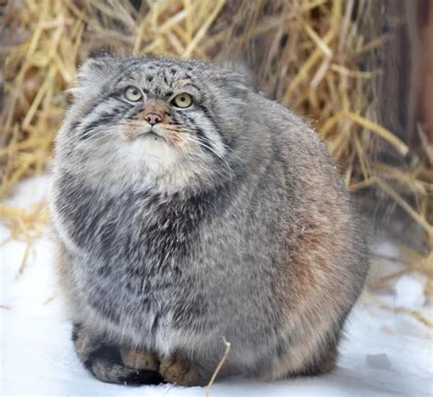 Mongolian Manuls Meet The Worlds Fattest Cat