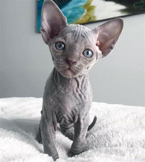 14 Sphynx Babies That Can Charm Even Those Who Dont Like Cats Chat
