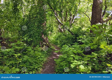 Forest Path Among Old Trees At Sunny Spring Day Stock Image Image Of