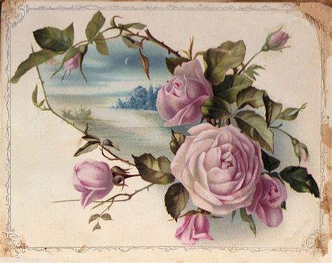 Victorian Graphic Pink Cabbage Roses The Graphics Fairy