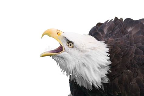 American Bald Eagle Stock Image Image Of Glory Closeup 2726897