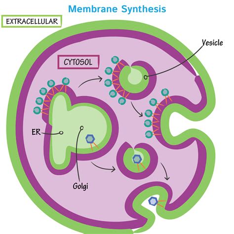 Cell Biology Glossary Membrane Synthesis Draw It To Know It