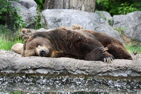 A Grizzly Bear Napping At The Calgary Zoo Zoo Animals Brown Bear