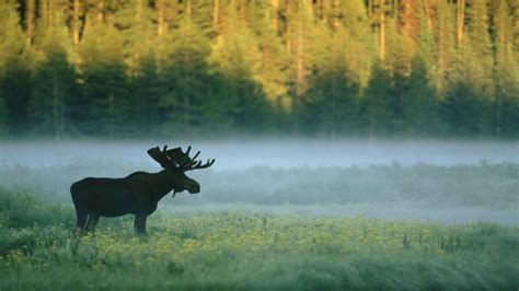 Forest Moose Nature Animals Wallpapers Hd Desktop And Mobile