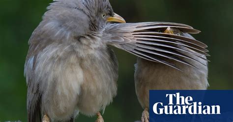 The Comedy Wildlife Photography Awards In Pictures World News The