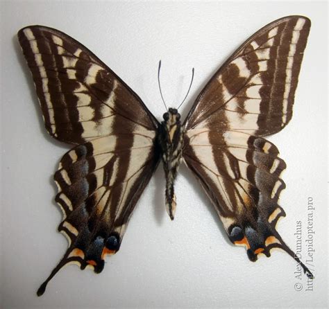 Papilio Eurymedon