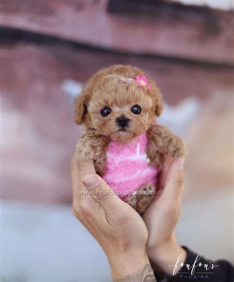 What Are The Cutest Teacup Puppies