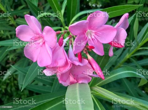 Pink Nerium Oleander Flower Stock Photo Download Image Now Beauty