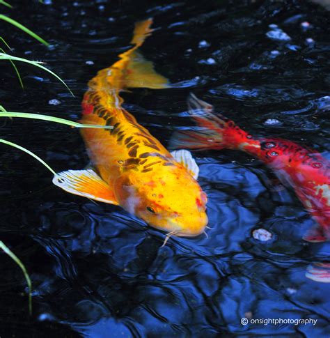 Two Orange And White Koi Fish Swimming In The Water Next To Some Green