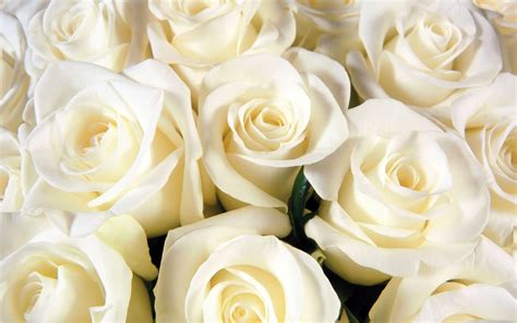 White Roses Backgrounds Wallpaper Cave