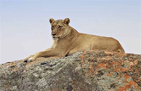 Lion On A Rock 2 Photo Kruger National Park South Africa