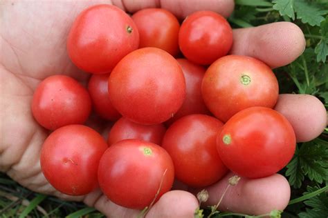 Sweet Tumbler Cherry Tomato Annapolis Seeds Heirloom And Open