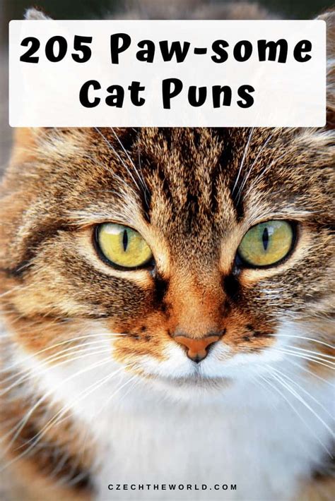 205 Best Cat Puns And Jokes That Are Simply Paw Some