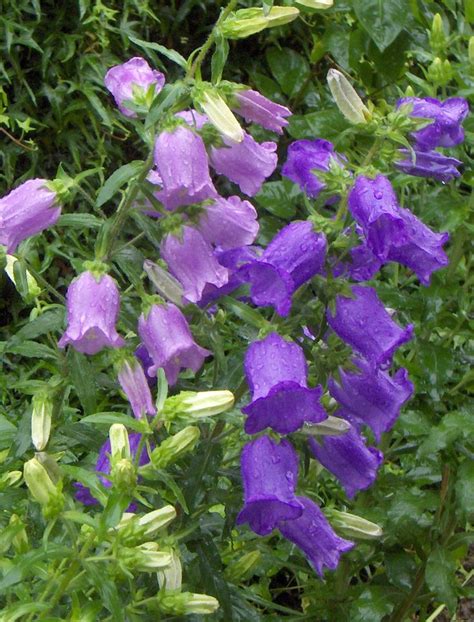 Bell Flowers Campanula Great Perennial That Can Be Purple White
