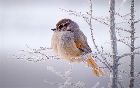 Siberian Jay Putorana Plateau Siberia Russia Bing Wallpapers