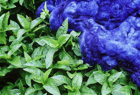How To Make Natural Blue Dye From Plants