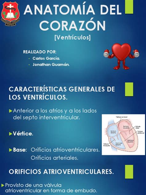 Anatomía Del Corazón Ventrículos Y Atrios Pdf Ventrículo Corazón