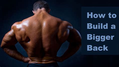 Muscle Palace The 6 Best Muscle Building Back Exercises