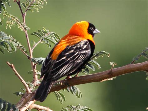 Just enter your zip code and we'll show you your closest stores. BIRDS of THE WORLD: Weavers (Ploceidae)