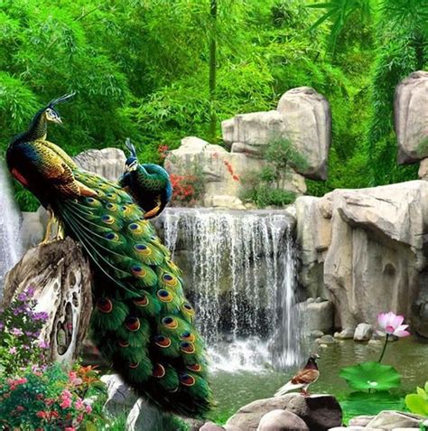 3d Peacock Forest Waterfall Design Wallpaper For Home Or Business