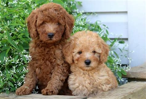 Miniature Poodle Puppies For Sale Keystone Puppies