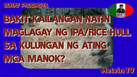 Bakit Kailangan Natin Maglagay Ng Ipa Rice Hull Sa Kulungan Ng Ating