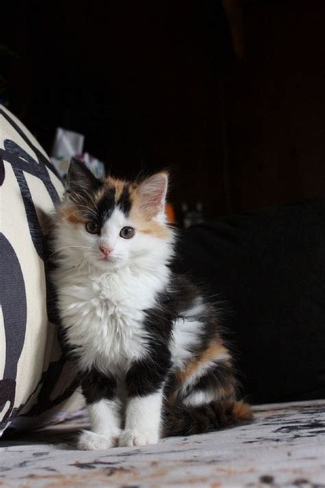 1000 Images About Calico Cats On Pinterest Calico Cats