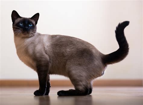 Premium Photo Young Adult Siamese Cat